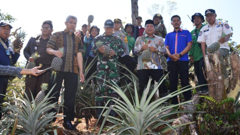 Bupati Mamasa Bersama Masyarakat Desa Mesakada Panen Raya Nenas